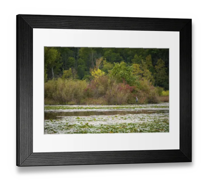 Framed Print : Water lily covered lake, France Park, Indiana, USA Framed Print : Water lily covered lake, France Park, Indiana, USA