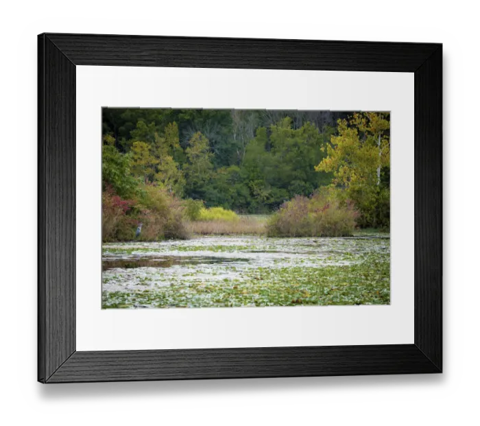 Framed Print : Water lily covered lake, France Park, Indiana, USA Framed Print : Water lily covered lake, France Park, Indiana, USA