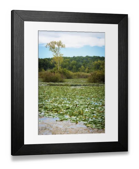 Framed Print : Water lily covered lake, France Park, Indiana, USA Framed Print : Water lily covered lake, France Park, Indiana, USA