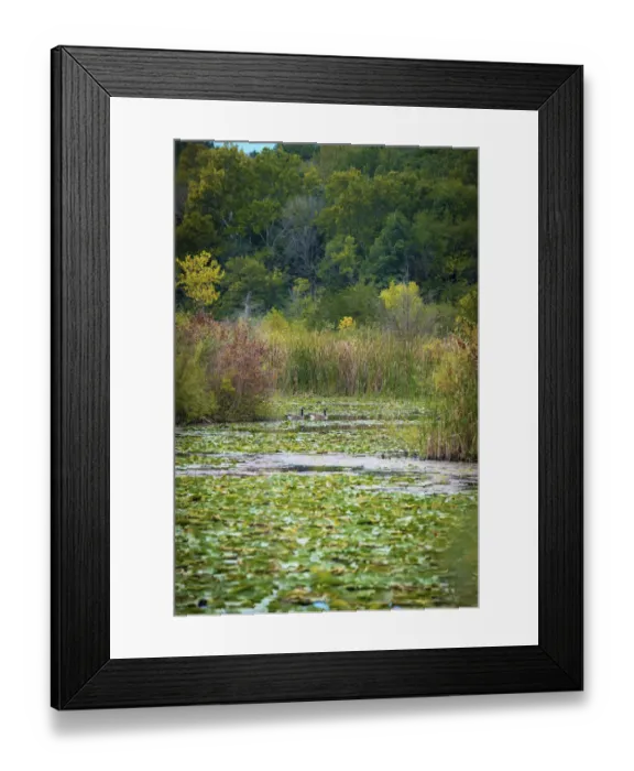 Framed Print : Water lily covered lake, France Park, Indiana, USA Framed Print : Water lily covered lake, France Park, Indiana, USA