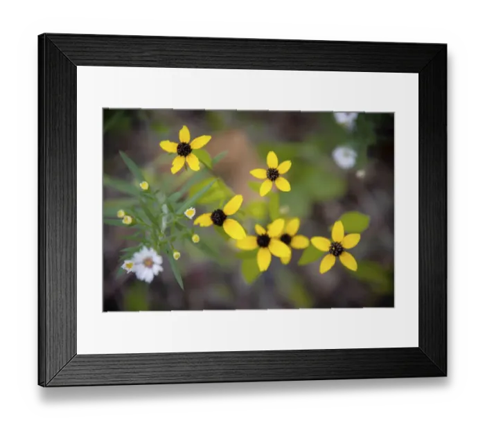 Framed Print : Wildflowers, France Park, Indiana, USA Framed Print : Wildflowers, France Park, Indiana, USA