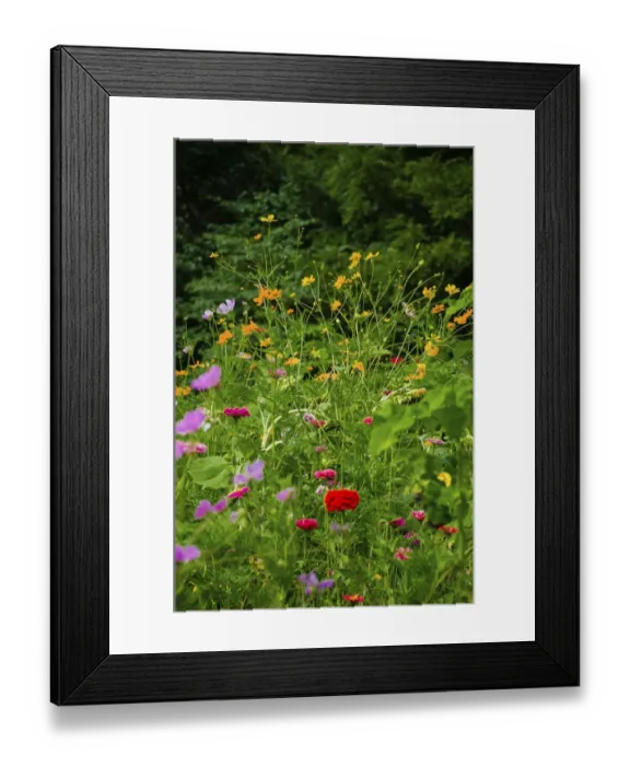 Framed Print : Wildflower butterfly garden, Whitewater Memorial State Park, Indiana, USA Framed Print : Wildflower butterfly garden, Whitewater Memorial State Park, Indiana, USA