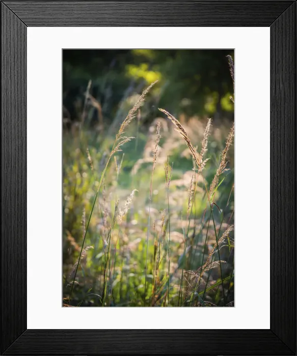 Framed Print : Meadow, Tippecanoe State Park, Indiana, USA Framed Print : Meadow, Tippecanoe State Park, Indiana, USA