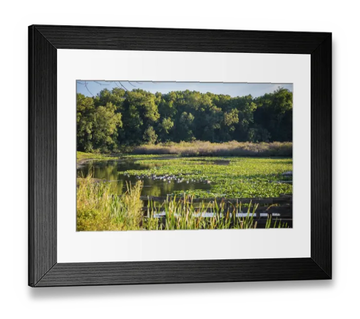 Framed Print : Water lily pond, Tippecanoe State Park, Indiana, USA Framed Print : Water lily pond, Tippecanoe State Park, Indiana, USA