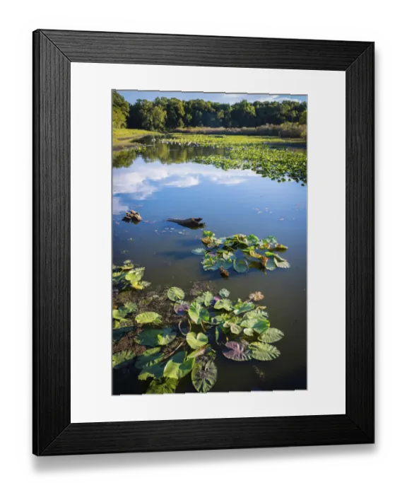 Framed Print : Water lily leaves and reflections, Tippecanoe State Park, Indiana, USA