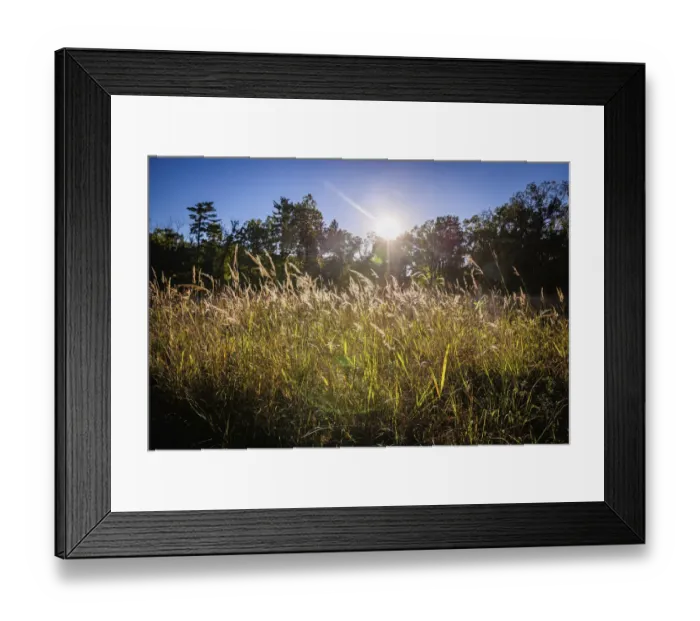 Framed Print : Backlit grass, Tippecanoe State Park, Indiana, USA Framed Print : Backlit grass, Tippecanoe State Park, Indiana, USA