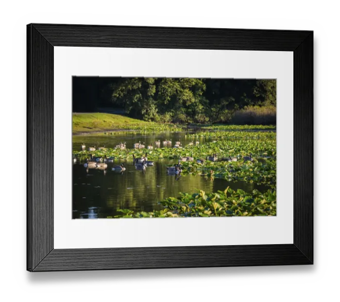 Framed Print : Water lily pond, Tippecanoe State Park, Indiana, USA Framed Print : Water lily pond, Tippecanoe State Park, Indiana, USA