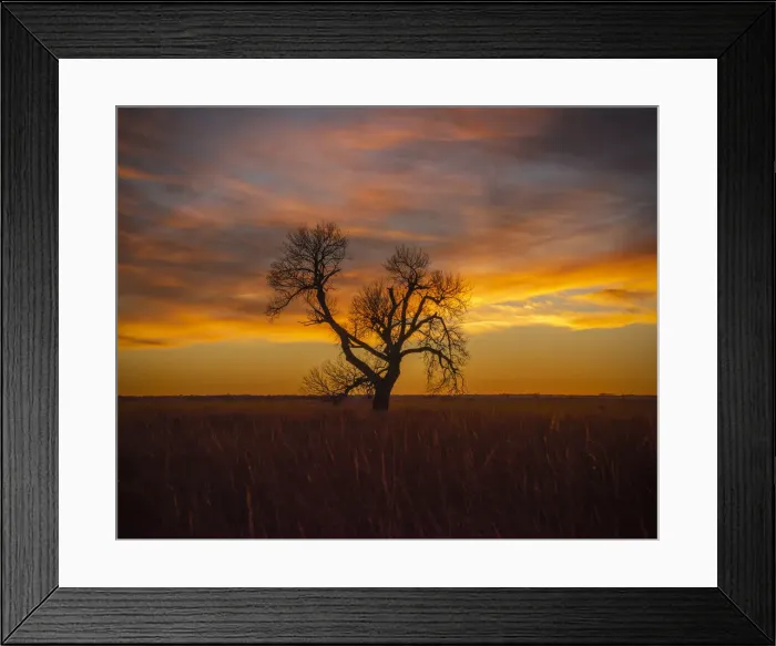 Framed Print : Lone tree at Quivira Game Refuge, Kansas