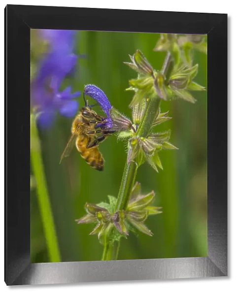 Bee on flower, yellow sage