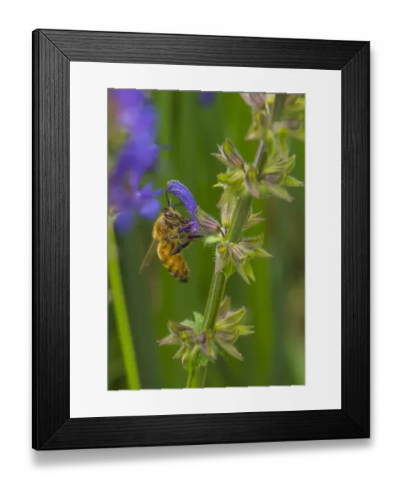 Framed Print : Bee on flower, yellow sage