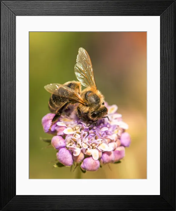 Framed Print : Bee seeking pollen Framed Print : Bee seeking pollen