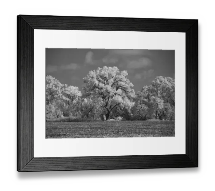 Framed Print : Large Cottonwood tree dominates other trees along side of field Framed Print : Large Cottonwood tree dominates other trees along side of field