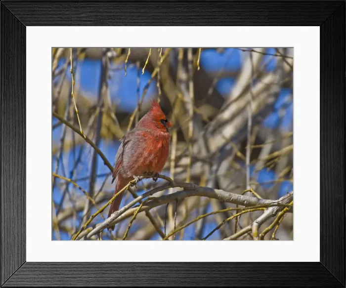 Framed Print : Cardinal resting on branch Framed Print : Cardinal resting on branch
