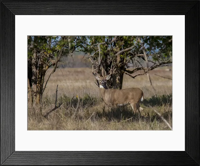 Framed Print : Whitetail deer Framed Print : Whitetail deer
