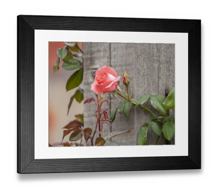 Framed Print : Pink rose