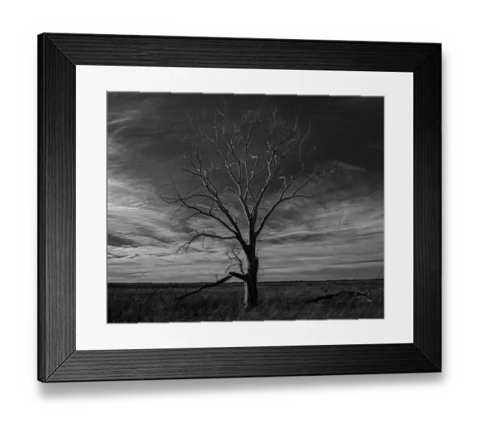 Framed Print : Lone tree at Quivira Game Refuge, Kansas Framed Print : Lone tree at Quivira Game Refuge, Kansas