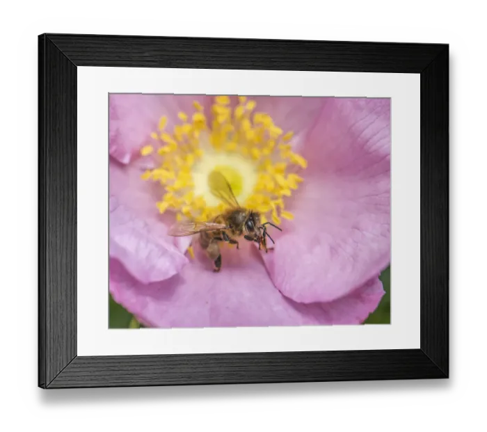 Framed Print : Bee seeking pollen