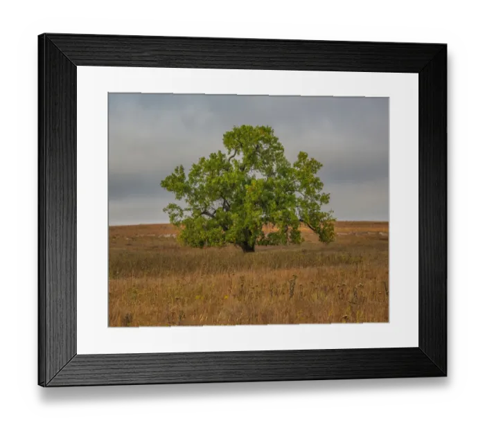 Framed Print : Great Cottonwood Tree in Kansas Flint Hills Framed Print : Great Cottonwood Tree in Kansas Flint Hills
