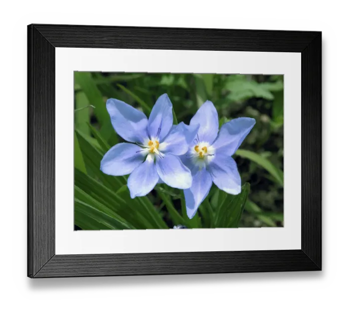 Framed Print : Prairie celestial, Nemastylis geminflora