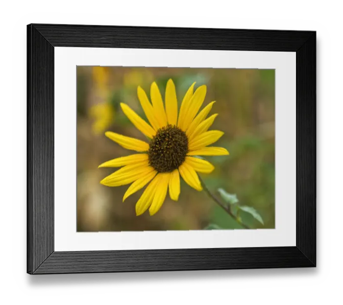 Framed Print : Common sunflower in Kansas
