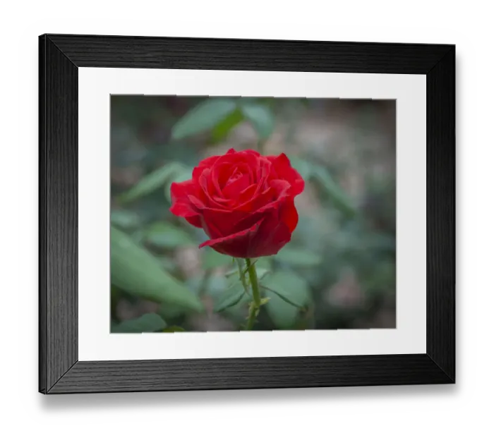 Framed Print : Red Rose