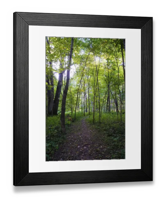 Framed Print : Backlit Forest, Tippecanoe State Park, Indiana, USA Framed Print : Backlit Forest, Tippecanoe State Park, Indiana, USA