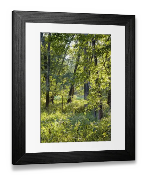 Framed Print : Backlit forest, Tippecanoe State Park, Indiana, USA