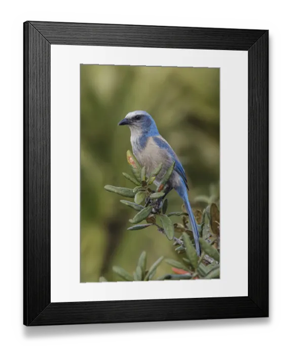 Framed Print : Florida scrub jay, Merritt Island National Wildlife Refuge, Florida