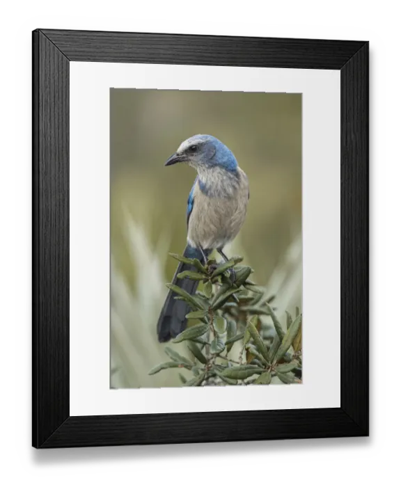 Framed Print : Florida scrub jay, Merritt Island National Wildlife Refuge, Florida Framed Print : Florida scrub jay, Merritt Island National Wildlife Refuge, Florida