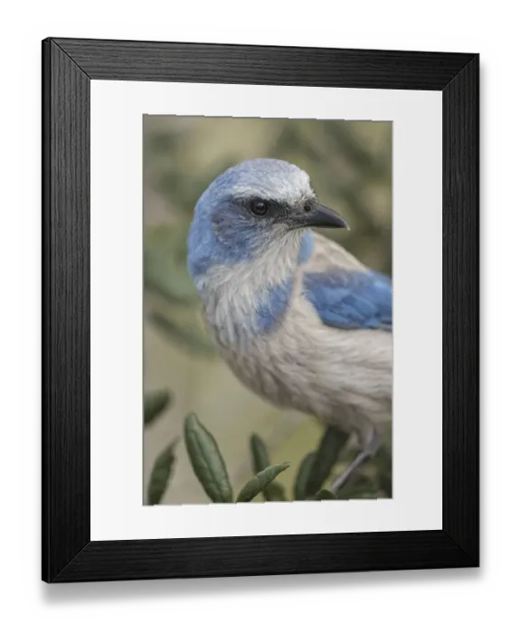 Framed Print : Florida scrub jay, Merritt Island National Wildlife Refuge, Florida