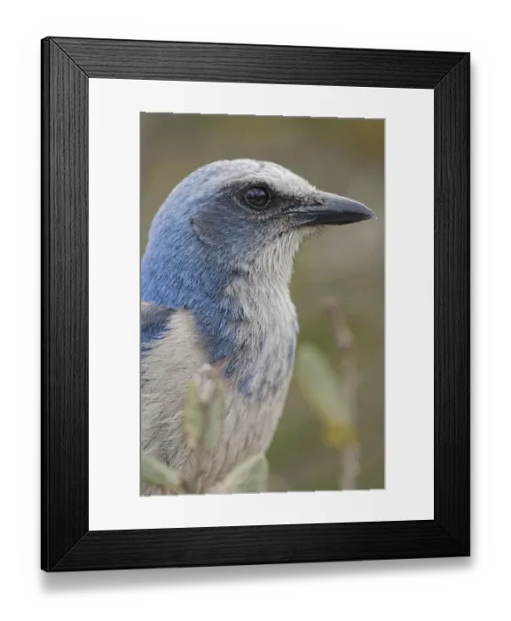 Framed Print : Florida scrub jay, Merritt Island National Wildlife Refuge, Florida