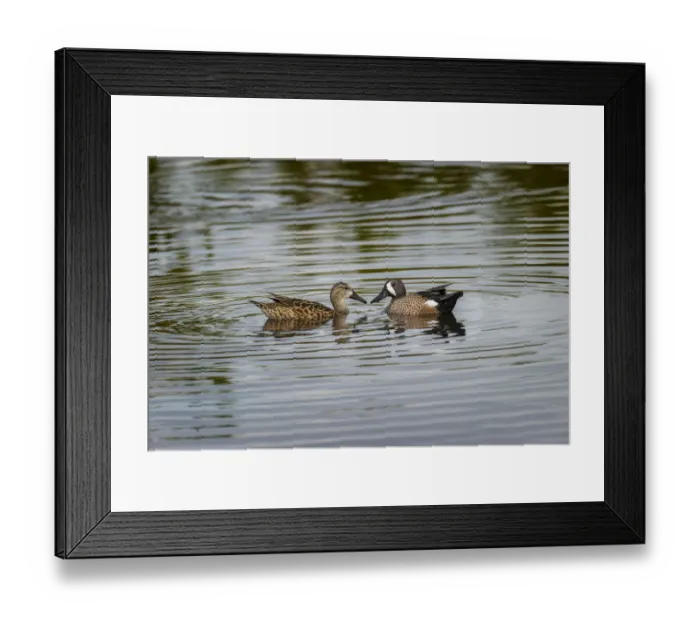 Framed Print : Male and female Blue-winged teal, Merritt Island National Wildlife Refuge, Florida Framed Print : Male and female Blue-winged teal, Merritt Island National Wildlife Refuge, Florida