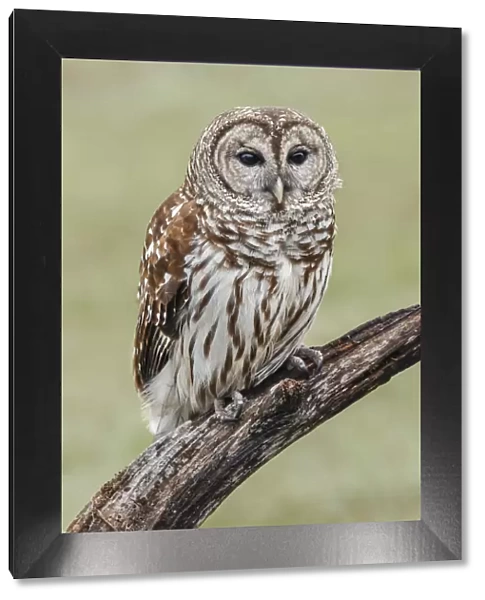 Barred owl, Strix varia, Florida