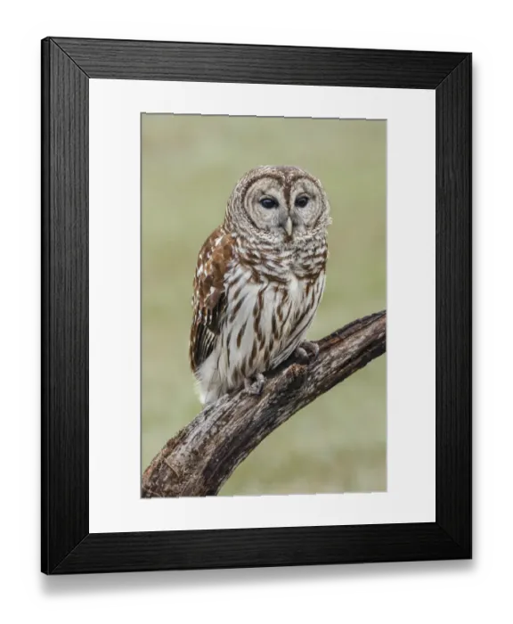 Framed Print : Barred owl, Strix varia, Florida Framed Print : Barred owl, Strix varia, Florida