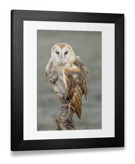 Framed Print : Barn owl, Tyto alba, Florida Framed Print : Barn owl, Tyto alba, Florida