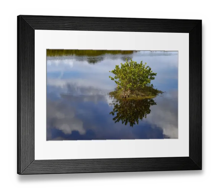 Framed Print : Red mangrove and cloud reflection on calm water, Merritt Island National Wildlife Refuge, Florida