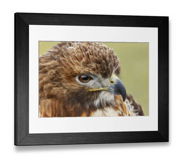 Framed Print : Red-tailed hawk, Florida Framed Print : Red-tailed hawk, Florida