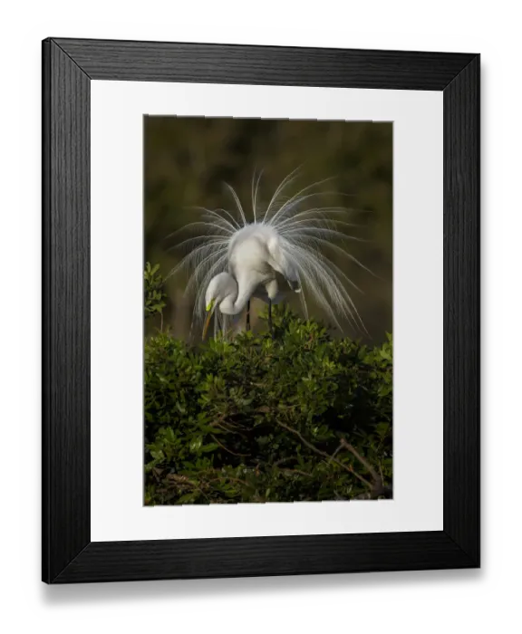 Framed Print : Great egret in courtship display in full breeding plumage, Venice rookery, Venice, Florida Framed Print : Great egret in courtship display in full breeding plumage, Venice rookery, Venice, Florida