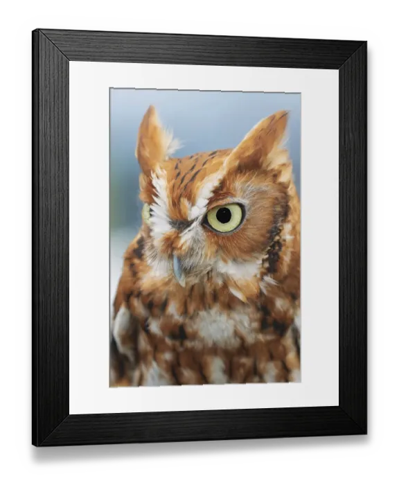 Framed Print : Eastern screech owl, Florida Framed Print : Eastern screech owl, Florida