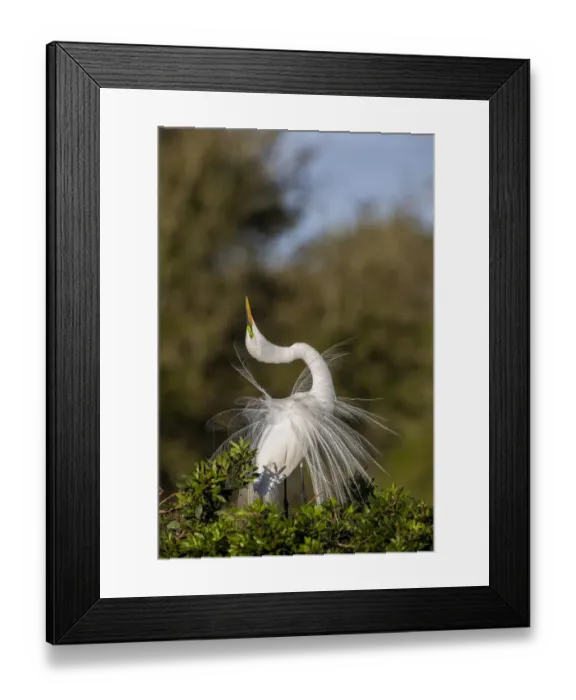 Framed Print : Great egret in courtship display in full breeding plumage, Venice rookery, Venice, Florida
