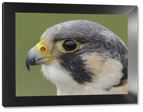 Peregrine falcon, Florida