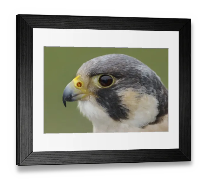 Framed Print : Peregrine falcon, Florida