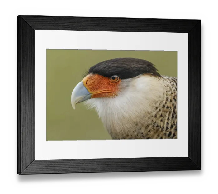 Framed Print : Crested caracara, south Florida Framed Print : Crested caracara, south Florida