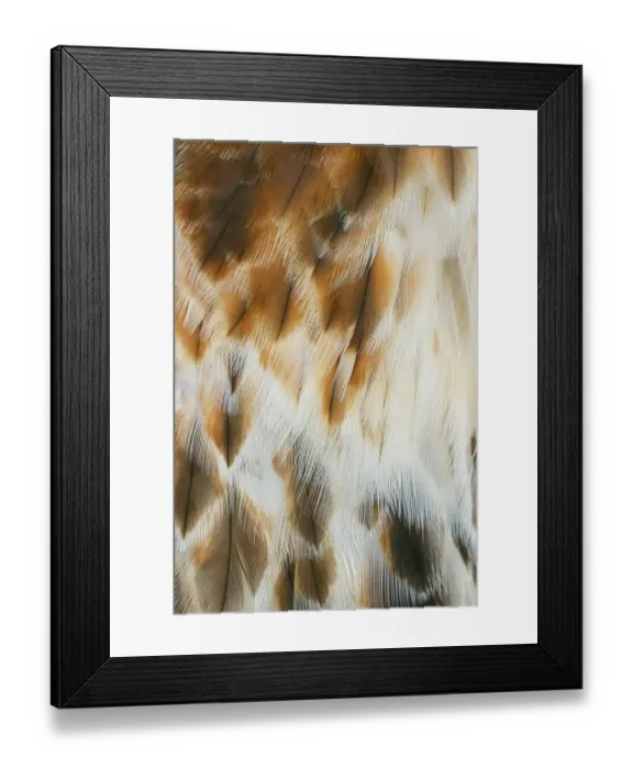 Framed Print : Feather pattern on Red-tailed hawk, Florida Framed Print : Feather pattern on Red-tailed hawk, Florida
