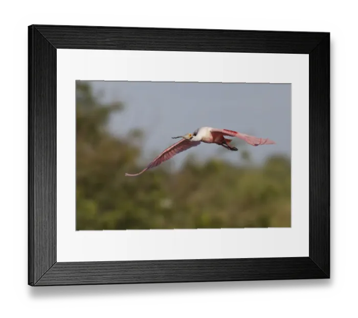 Framed Print : Roseate spoonbill flying, Stick Marsh, Florida Framed Print : Roseate spoonbill flying, Stick Marsh, Florida