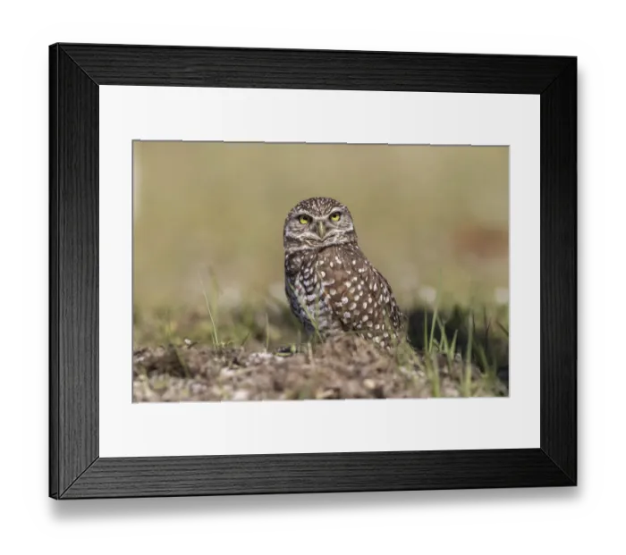 Framed Print : Burrowing owl, Cape Coral, Florida