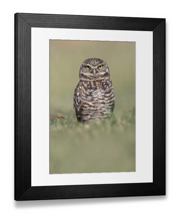 Framed Print : Burrowing owl, Cape Coral, Florida Framed Print : Burrowing owl, Cape Coral, Florida