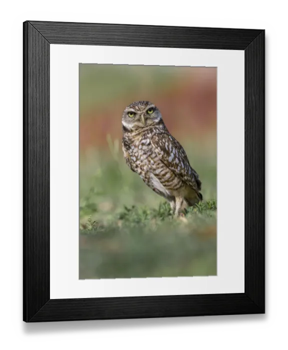 Framed Print : Burrowing owl, Cape Coral, Florida Framed Print : Burrowing owl, Cape Coral, Florida