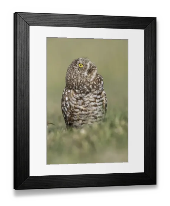 Framed Print : Burrowing owl, Cape Coral, Florida Framed Print : Burrowing owl, Cape Coral, Florida