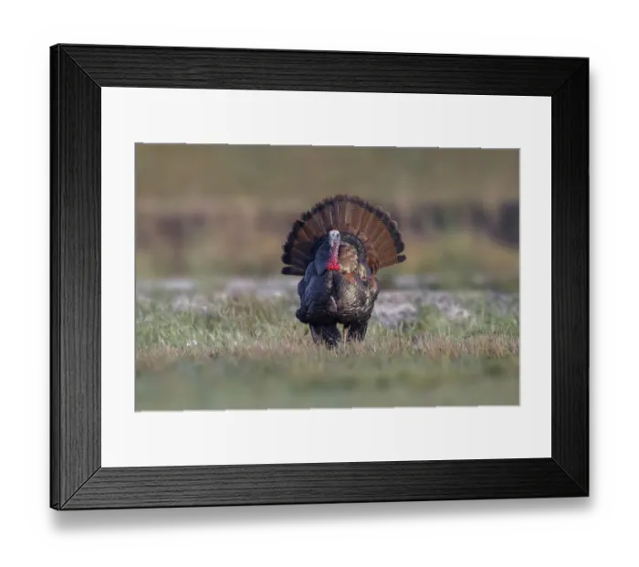 Framed Print : Osceola turkey, near Stick Marsh, Florida Framed Print : Osceola turkey, near Stick Marsh, Florida